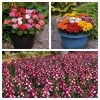 Roots Plants 120 Best Annuals For Flower Beds Collection | Sunny Shades | Plug Plants