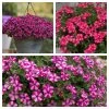 Roots Plants Busy Lizzies 12 Best Annuals For Hanging Baskets | Pink & Purple Shades | Jumbo Plug Plants 1 Roots Plants Busy Lizzies 12 Best Annuals For Hanging Baskets | Pink & Purple Shades | Jumbo Plug Plants