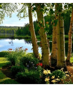 Roots Plants Silver Birch Tree | Betula Pendula Trees & Shrubs