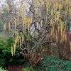 Roots Plants Corkscrew Hazel | Corylus Avellana 'Contorta'