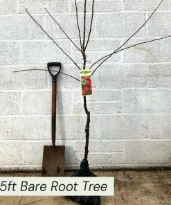 Roots Plants Mini Orchard Collection | Cherry, Pear & Plum Trees
