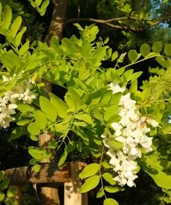 Roots Plants Trees & Shrubs Golden False Acacia | Robinia Pseudoacacia 'Frisia'