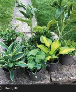 Roots Plants Perfect Plants For Shade Perennials