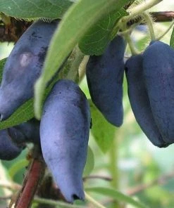 Roots Plants Kamtschatica Honeyberry Bush Fruits