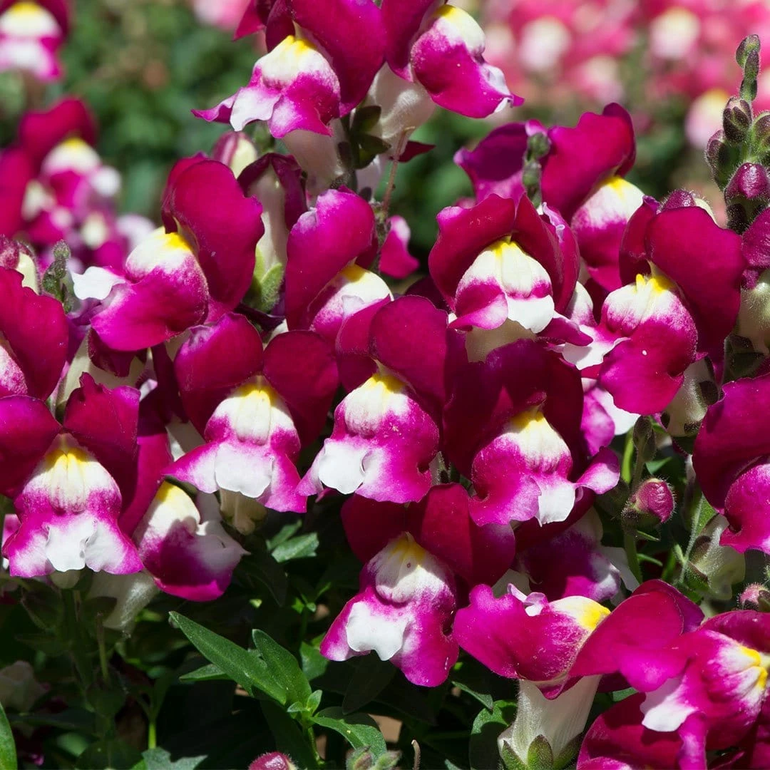 Roots Plants 120 Best Annuals For Flower Beds Collection | Sunny Shades | Plug Plants 6 Roots Plants 120 Best Annuals For Flower Beds Collection | Sunny Shades | Plug Plants