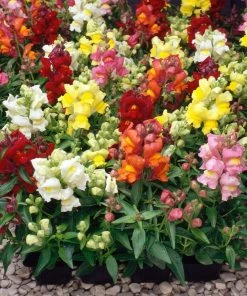 Roots Plants 40 Mixed Antirrhinum Plug Plants | Appeal F1 Series | Snapdragons