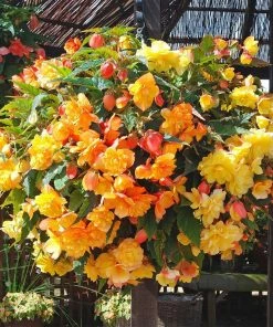 Roots Plants Begonia Illumination 'Apricot Shades' Jumbo Plug Plants Begonias