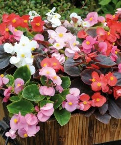 Roots Plants 40 Mixed Begonia 'Devils Delight' Plug Plants