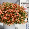 Roots Plants Calibrachoa Can Can 'Orange Punch' Jumbo Plug Plants Calibrachoas