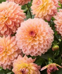 Roots Plants Dahlia Gardenetta 'Peach' Jumbo Plug Plants