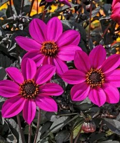Roots Plants Dahlia Happy Days 'Purple' Jumbo Plug Plants