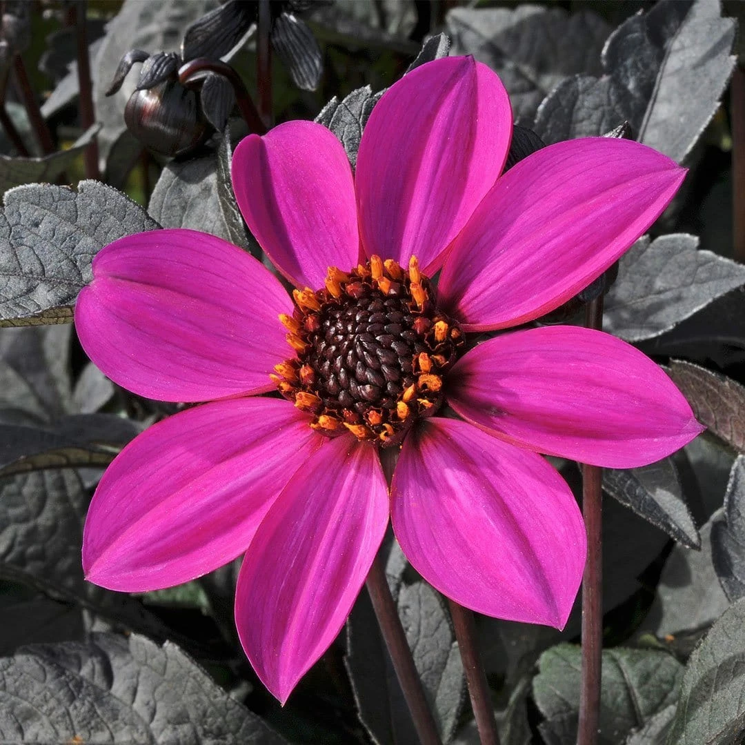 Roots Plants Dahlia Happy Days 'Purple' Jumbo Plug Plants 4 Roots Plants Dahlia Happy Days 'Purple' Jumbo Plug Plants