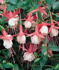 Roots Plants Fuchsias Fuchsia 'Patio Princess' Jumbo Plug Plants 8 Roots Plants Fuchsias Fuchsia 'Patio Princess' Jumbo Plug Plants