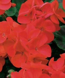 Roots Plants 40 Geranium Palladium 'Red' Plug Plants