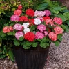 Roots Plants 40 Geranium 'Show Stopper' Collection Plug Plants