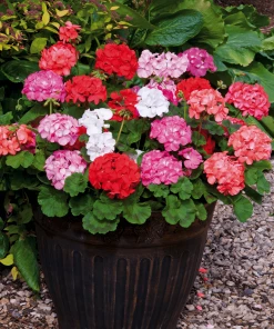 Roots Plants 40 Geranium 'Show Stopper' Collection Plug Plants