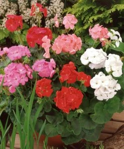 Roots Plants 120 Best Annuals For Flower Beds Collection | Sunny Shades | Plug Plants 9 Roots Plants 120 Best Annuals For Flower Beds Collection | Sunny Shades | Plug Plants