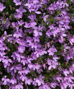 Roots Plants Lobelia Waterfall 'Lavender' Jumbo Plug Plants All Annual Bedding