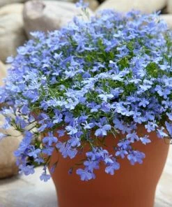Roots Plants 40 Lobelia 'Blue Fountain' Plug Plants