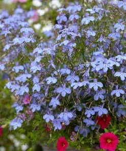 Roots Plants 40 Lobelia 'Blue Fountain' Plug Plants