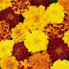 Roots Plants All Annual Bedding 40 Mixed Marigold 'French Fancy' Plug Plants