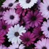 Roots Plants Mixed Osteospermum 'Berries & Cream' Jumbo Plug Plants | Akila F1 Series