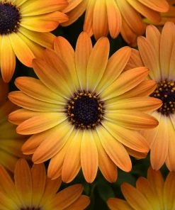 Roots Plants Osteospermum 'Serenity Sunshine Beauty' Jumbo Plug Plants