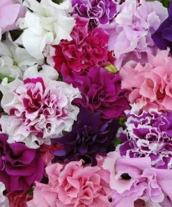 Roots Plants 40 Mixed Petunia 'Pirouette' Plug Plants Petunias
