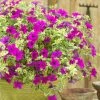 Roots Plants Petunias Petunia Surfinia 'Purple Variegated' Jumbo Plug Plants
