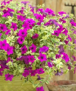 Roots Plants Petunias Petunia Surfinia 'Purple Variegated' Jumbo Plug Plants