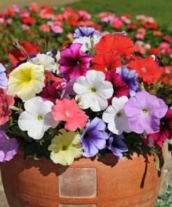 Roots Plants 40 Mixed Petunia 'Frenzy' Plug Plants