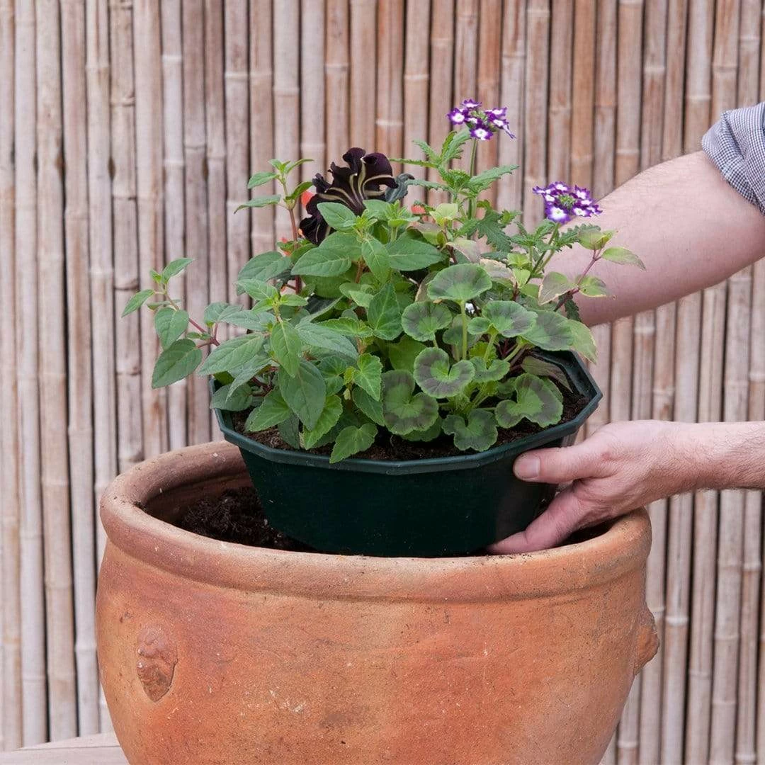 Roots Plants Bridal Bouquet' | Instant Designer Hanging Basket All Annual Bedding 6 Roots Plants Bridal Bouquet' | Instant Designer Hanging Basket All Annual Bedding