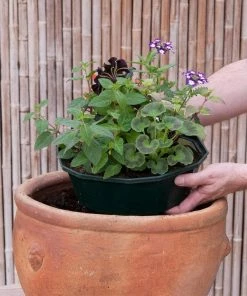 Roots Plants Effortless Chic' | Instant Designer Hanging Basket