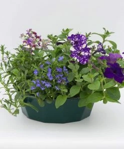 Roots Plants Sea Blues' | Instant Designer Hanging Basket