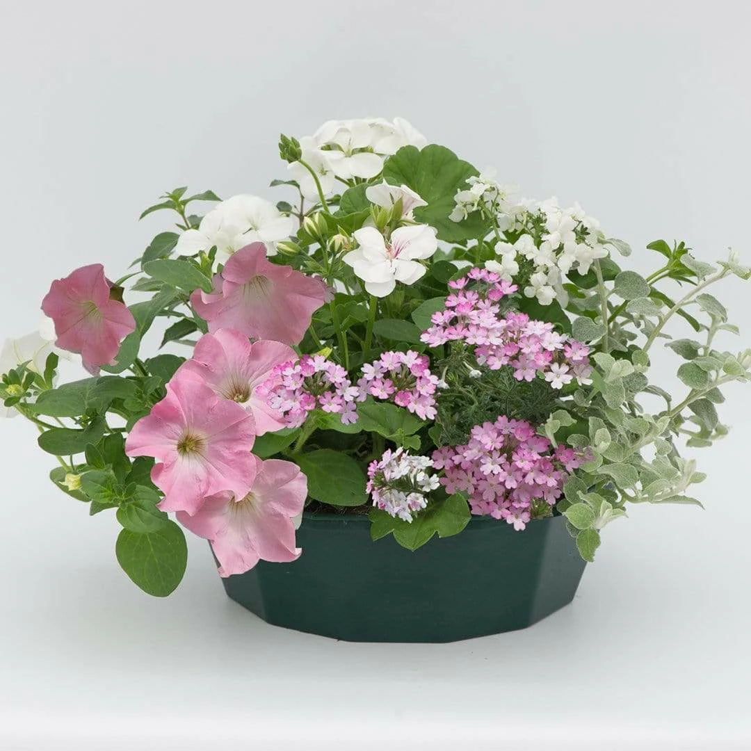 Roots Plants Bridal Bouquet' | Instant Designer Hanging Basket All Annual Bedding 4 Roots Plants Bridal Bouquet' | Instant Designer Hanging Basket All Annual Bedding