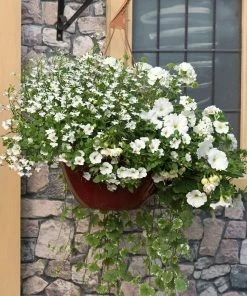 Roots Plants Effortless Chic' | Instant Designer Hanging Basket