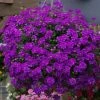 Roots Plants Verbena 'Enchantment Purple' Jumbo Plug Plants Verbenas