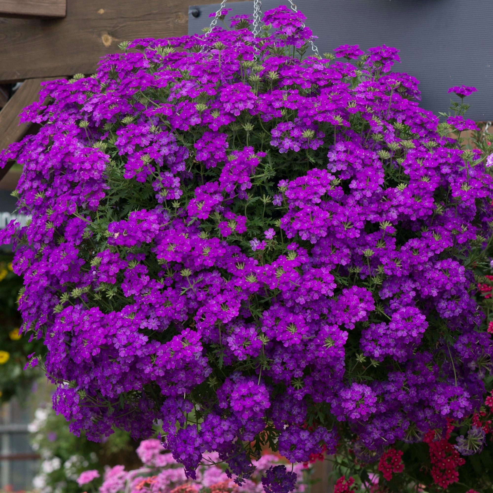 Roots Plants 12 Annuals For Pots | The Amethyst And Topaz Collection | Begonia, Osteospermum & Verbena 9 Roots Plants 12 Annuals For Pots | The Amethyst And Topaz Collection | Begonia, Osteospermum & Verbena