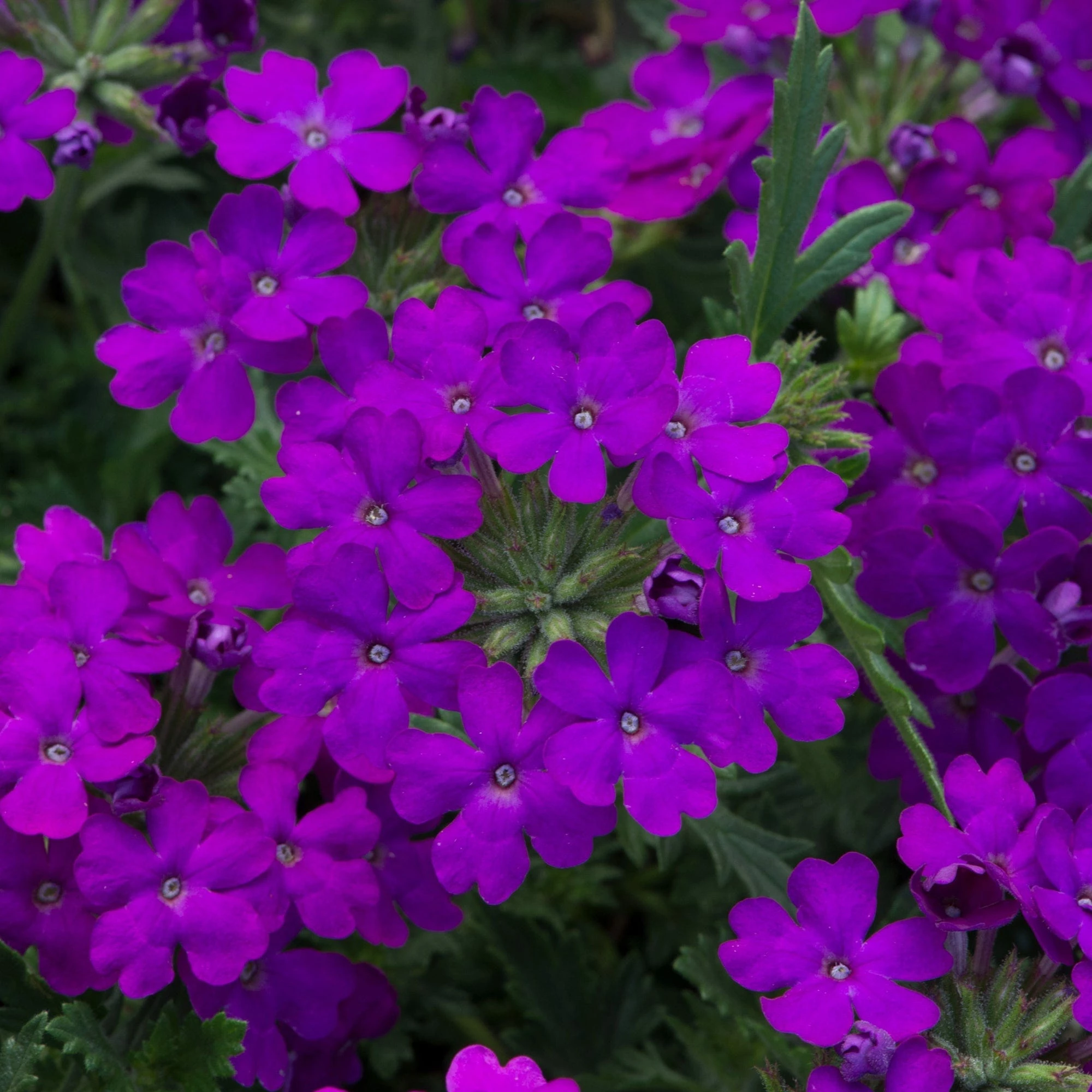 Roots Plants 12 Annuals For Pots | The Amethyst And Topaz Collection | Begonia, Osteospermum & Verbena 8 Roots Plants 12 Annuals For Pots | The Amethyst And Topaz Collection | Begonia, Osteospermum & Verbena