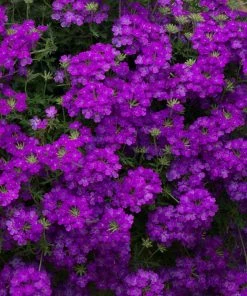 Roots Plants Verbena 'Enchantment Purple' Jumbo Plug Plants Verbenas