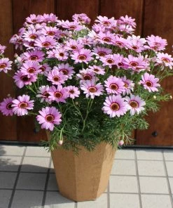 Roots Plants Argyranthemum Grandaisy 'Pink Halo' Jumbo Plug Plants All Annual Bedding