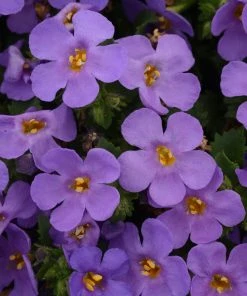 Roots Plants 12 Long Flowering Annuals For Pots | The Endless Summer Collection | Argyranthemum, Calibrachoa & Petunias All Annual Bedding 11 Roots Plants 12 Long Flowering Annuals For Pots | The Endless Summer Collection | Argyranthemum, Calibrachoa & Petunias All Annual Bedding