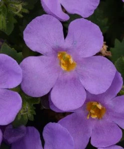 Roots Plants 12 Long Flowering Annuals For Pots | The Endless Summer Collection | Argyranthemum, Calibrachoa & Petunias All Annual Bedding