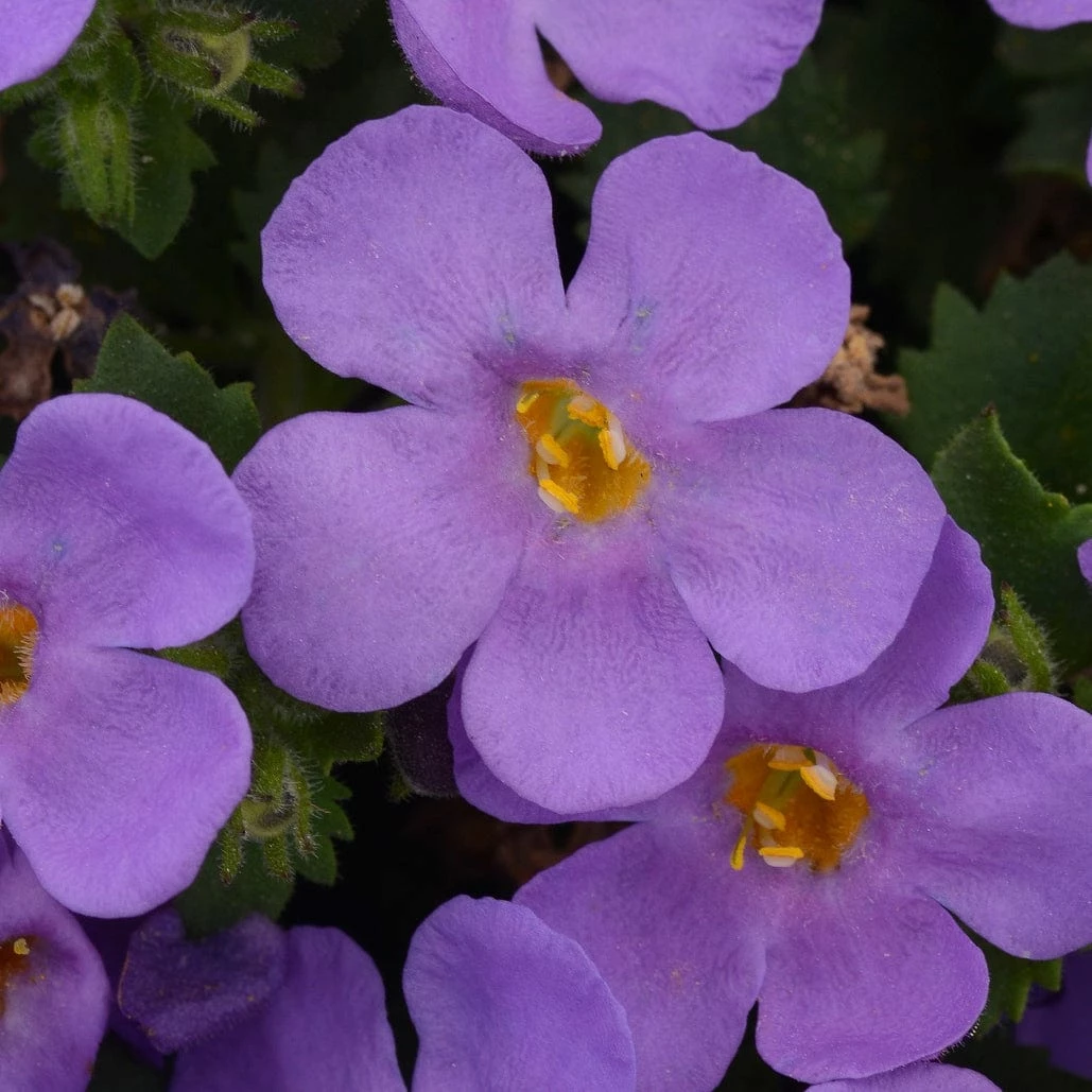 Roots Plants 12 Long Flowering Annuals For Pots | The Endless Summer Collection | Argyranthemum, Calibrachoa & Petunias All Annual Bedding 4 Roots Plants 12 Long Flowering Annuals For Pots | The Endless Summer Collection | Argyranthemum, Calibrachoa & Petunias All Annual Bedding