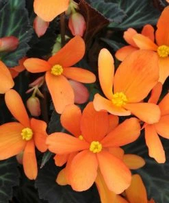 Roots Plants Begonia 'Glowing Embers' Jumbo Plug Plants Begonias