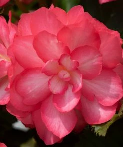 Roots Plants 12 Annuals For Hanging Baskets | The Blissful Shade Collection | Begonia, Bacopa & Fuchsia