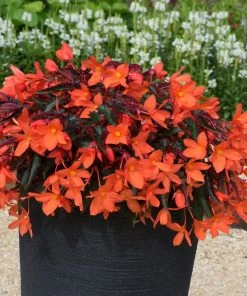 Roots Plants Begonias Begonia 'Rivulet Orange' Jumbo Plug Plants 14 Roots Plants Begonias Begonia 'Rivulet Orange' Jumbo Plug Plants