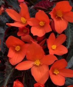 Roots Plants Begonias Begonia 'Rivulet Orange' Jumbo Plug Plants 12 Roots Plants Begonias Begonia 'Rivulet Orange' Jumbo Plug Plants
