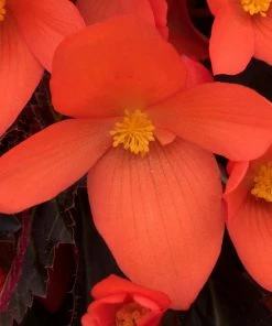 Roots Plants Begonias Begonia 'Rivulet Orange' Jumbo Plug Plants 11 Roots Plants Begonias Begonia 'Rivulet Orange' Jumbo Plug Plants