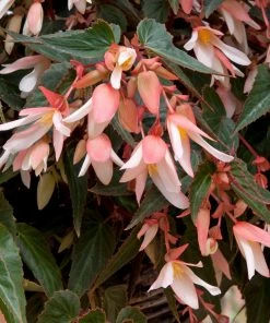 Roots Plants Begonia Starshine 'Appleblossom' Jumbo Plug Plants